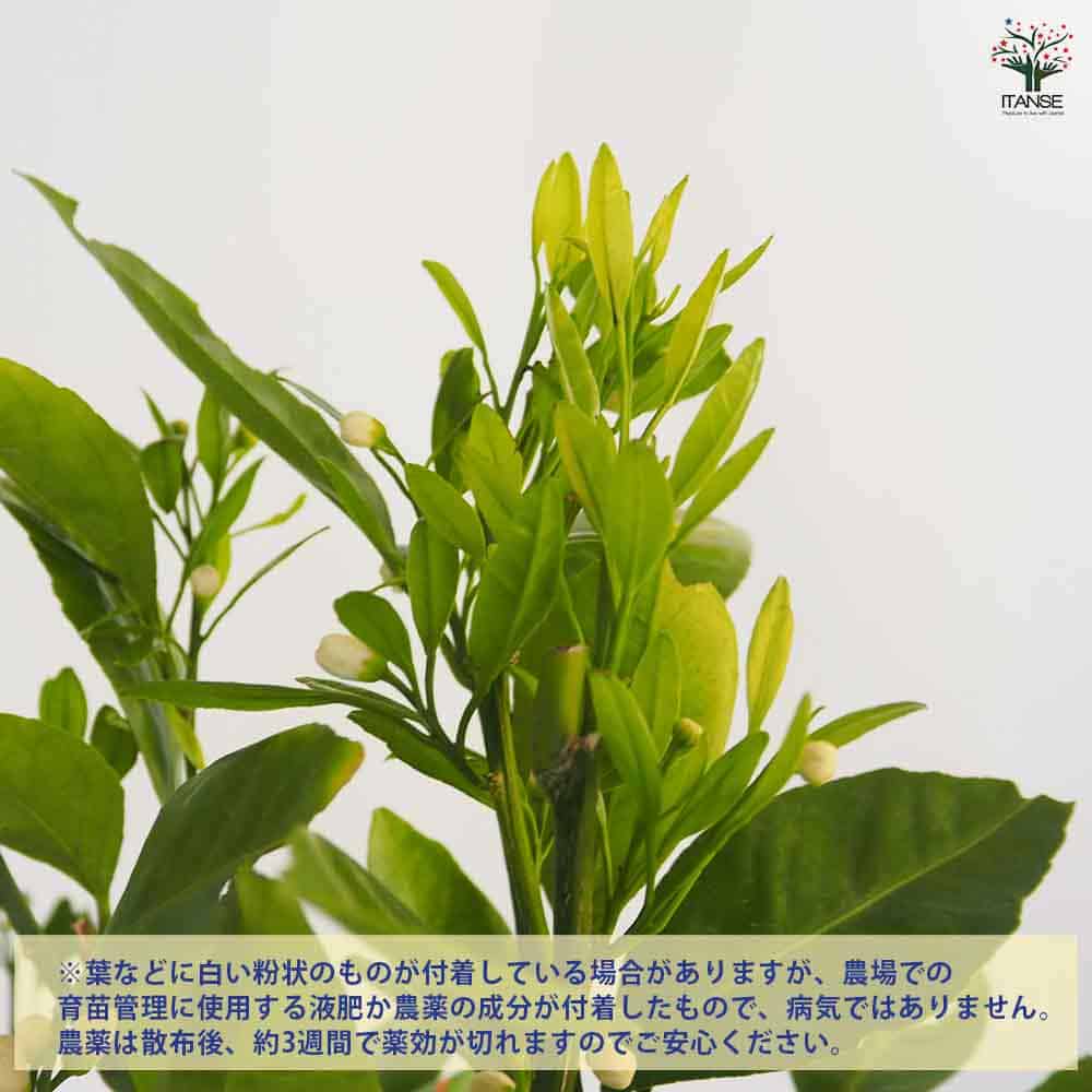 みかんの苗木 温州みかん 南柑 【果樹の苗木 6号／1個売り】