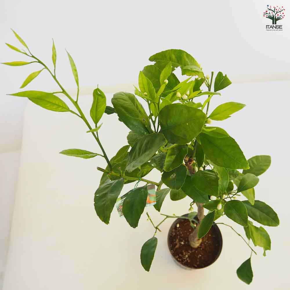 みかんの苗木 温州みかん 南柑 【果樹の苗木 6号／1個売り】