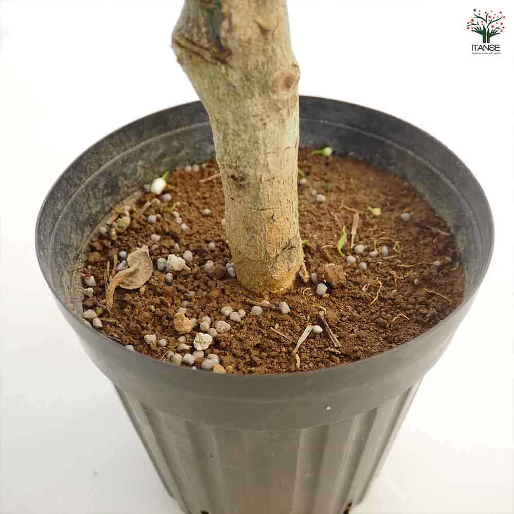 みかんの苗木 温州みかん 南柑 【果樹の苗木 6号／1個売り】