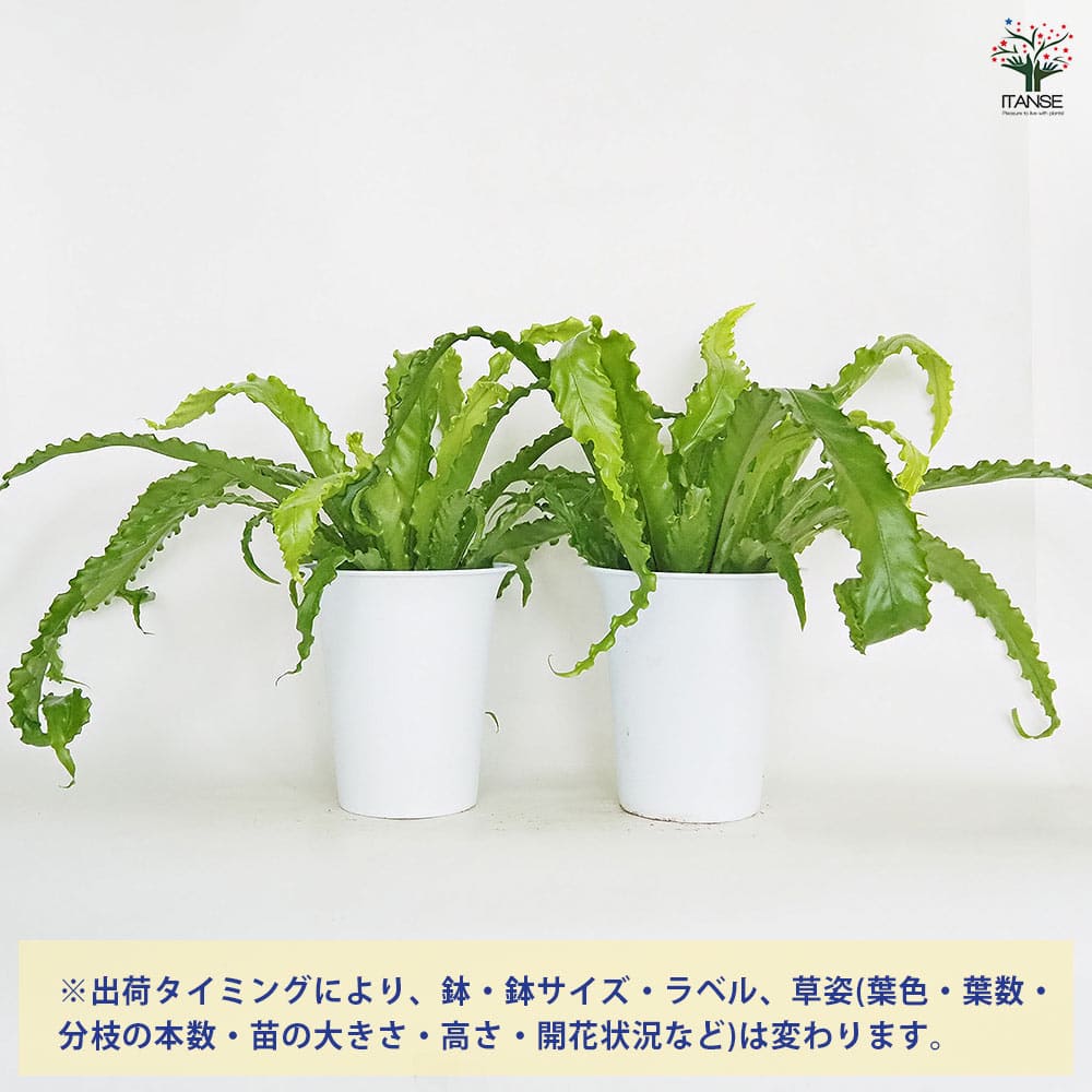 オオタニワタリ(大谷渡) オオサカ 【観葉植物 6号／1個売り】｜ 【植物