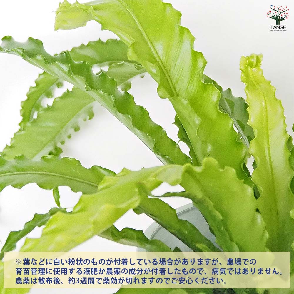 オオタニワタリ(大谷渡) オオサカ 【観葉植物 6号／1個売り】｜ 【植物