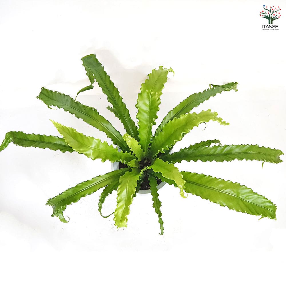 【現品】オオタニワタリ　天然ヘゴ付き　（1） 現品】オオタニワタリ 天然ヘゴ付き （1）