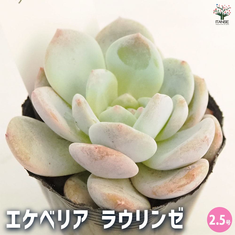 エケベリア ラウリンゼ 【多肉植物 2.5号】｜ 【植物の