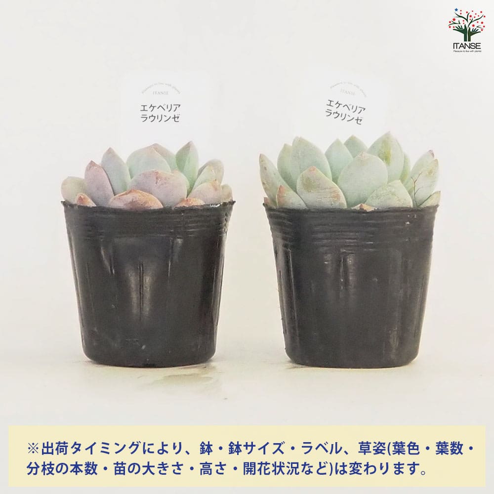 エケベリア ラウリンゼ 【多肉植物 2.5号】｜ 【植物のITANSE