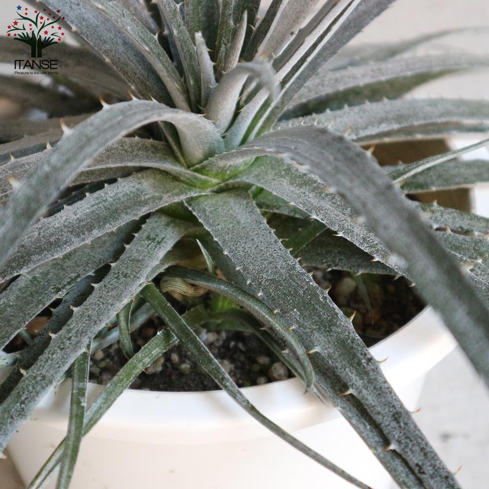 ディッキア ニッケルシルバー【観葉植物 6号鉢／1個売り】｜ 【植物の