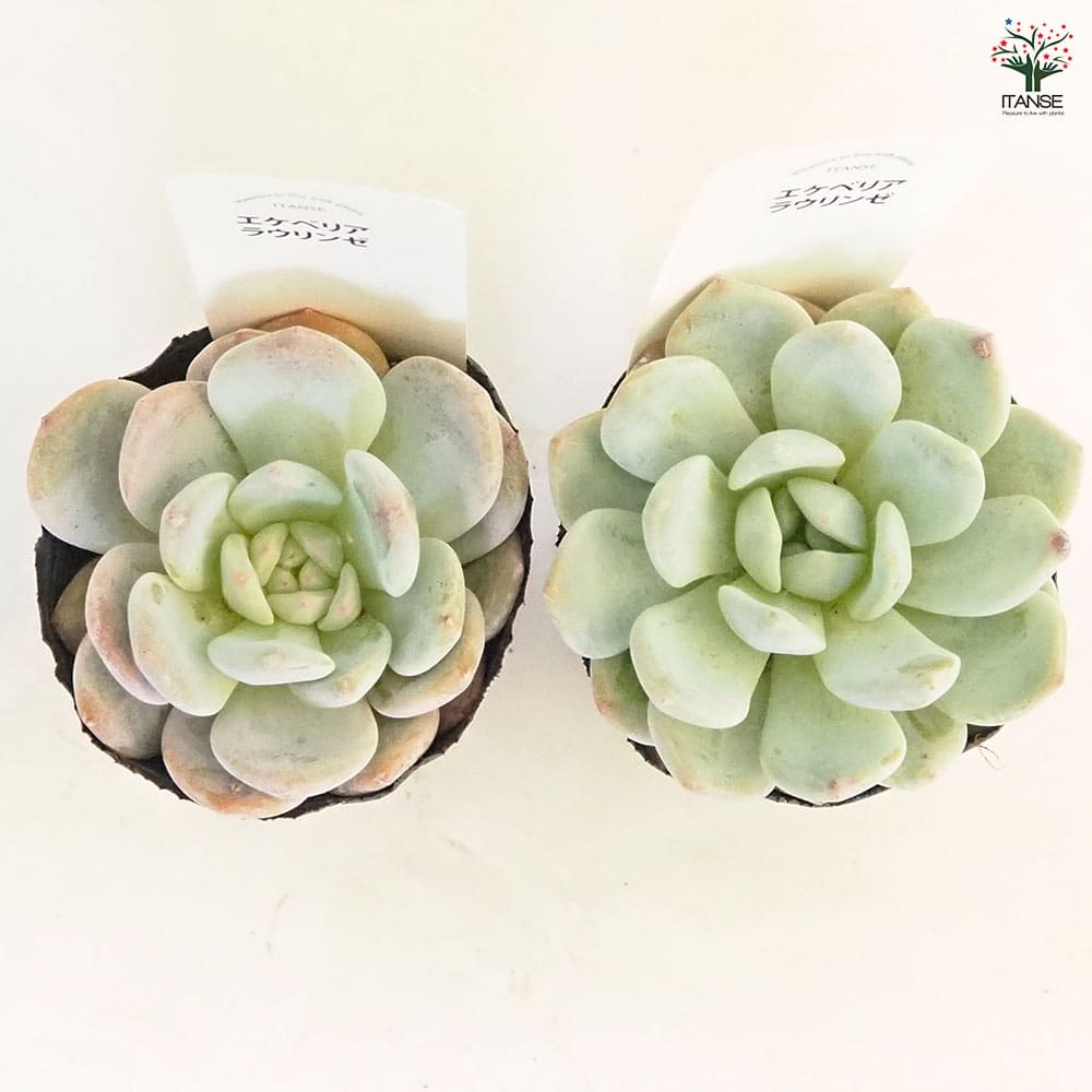エケベリア ラウリンゼ 【多肉植物 2.5号】｜ 【植物のITANSE