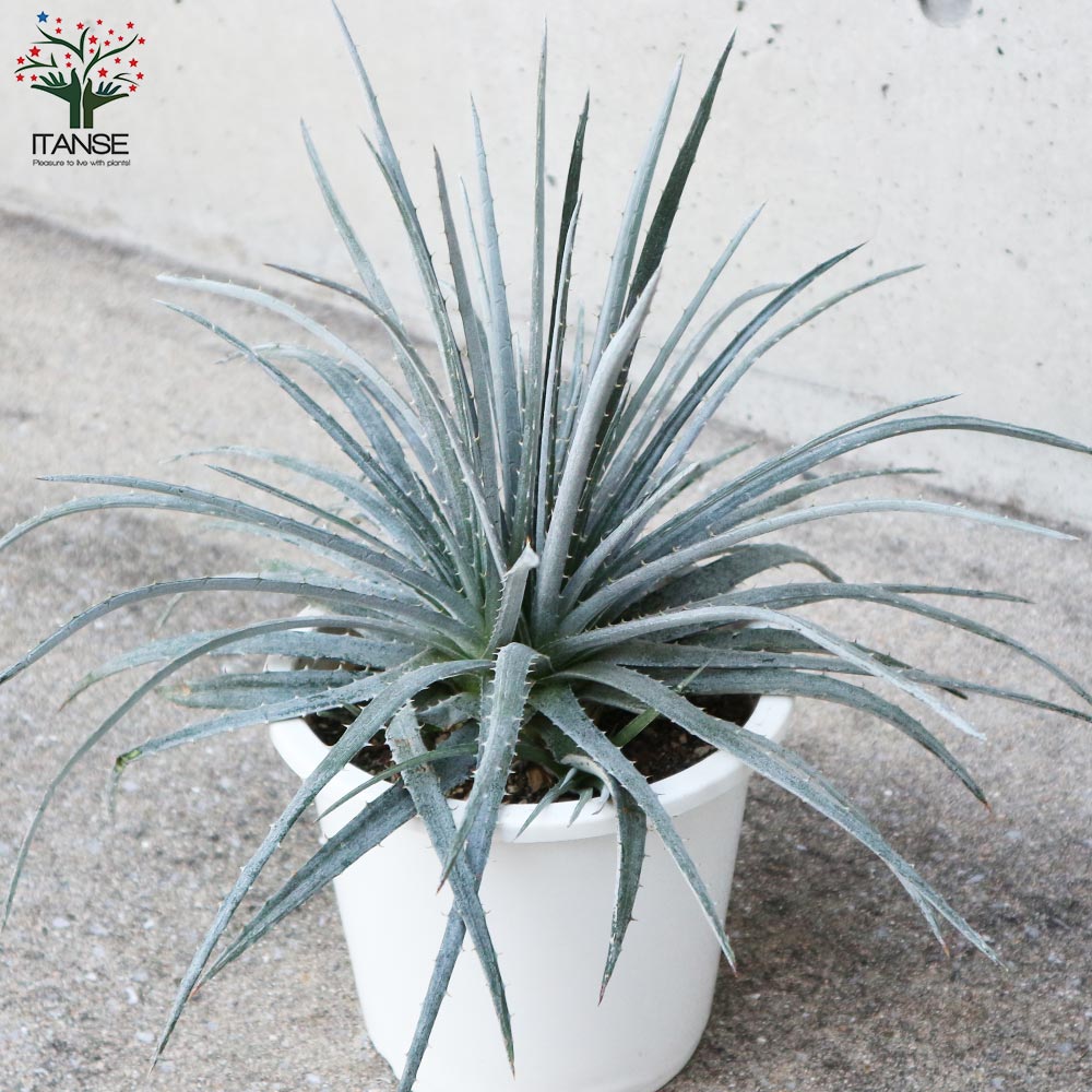 ディッキア ニッケルシルバー【観葉植物 6号鉢／1個売り】｜ 【植物の