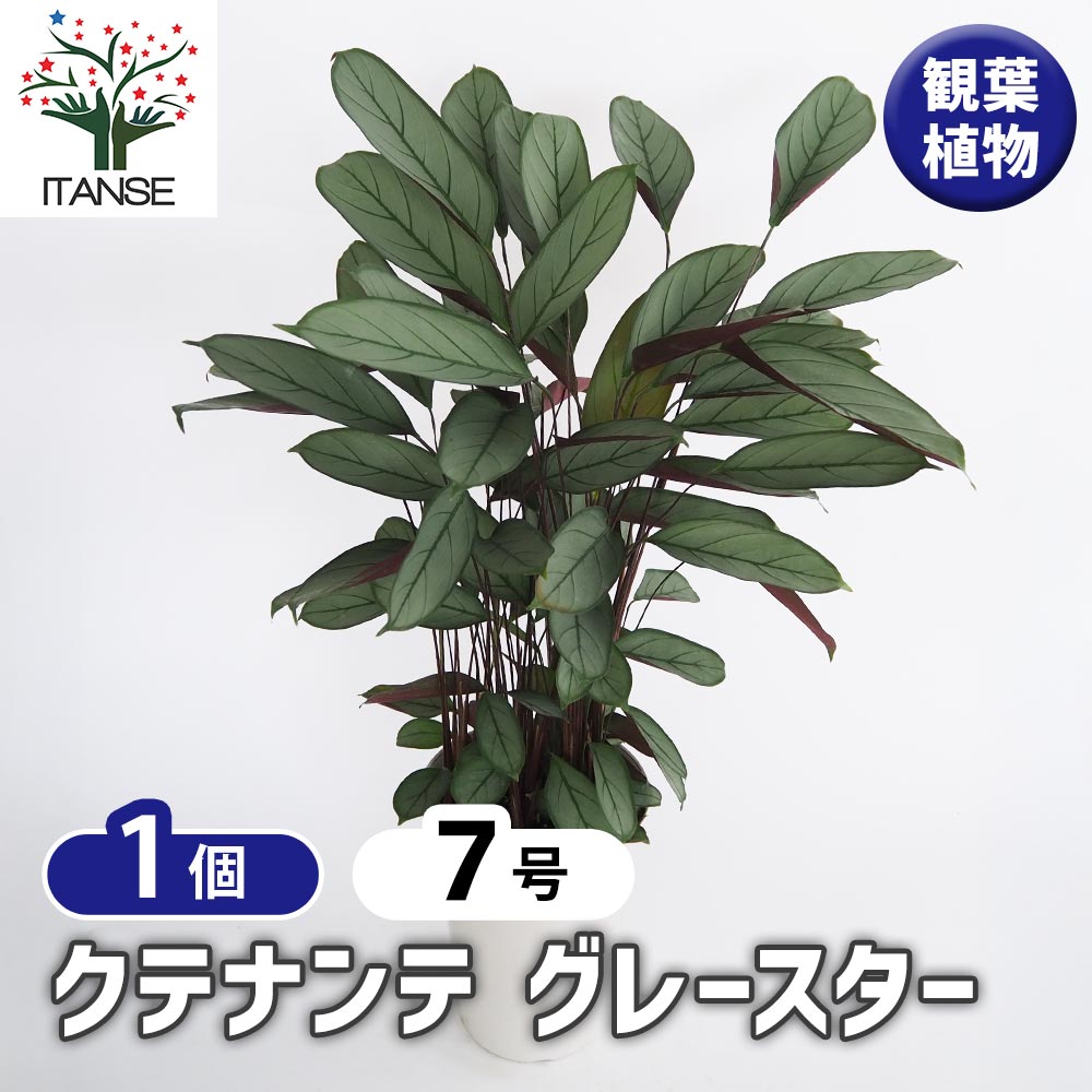クテナンテ グレースター 【観葉植物 7号／1個売り】｜ 【植物の 