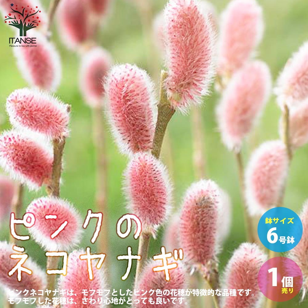 ピンクのネコヤナギ 【庭木 6号鉢／1個売り】