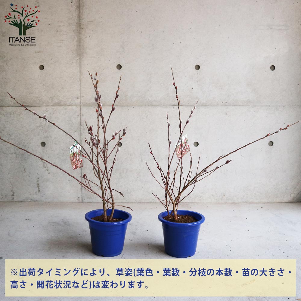 Itanse良品ｾﾚｸﾄ通販