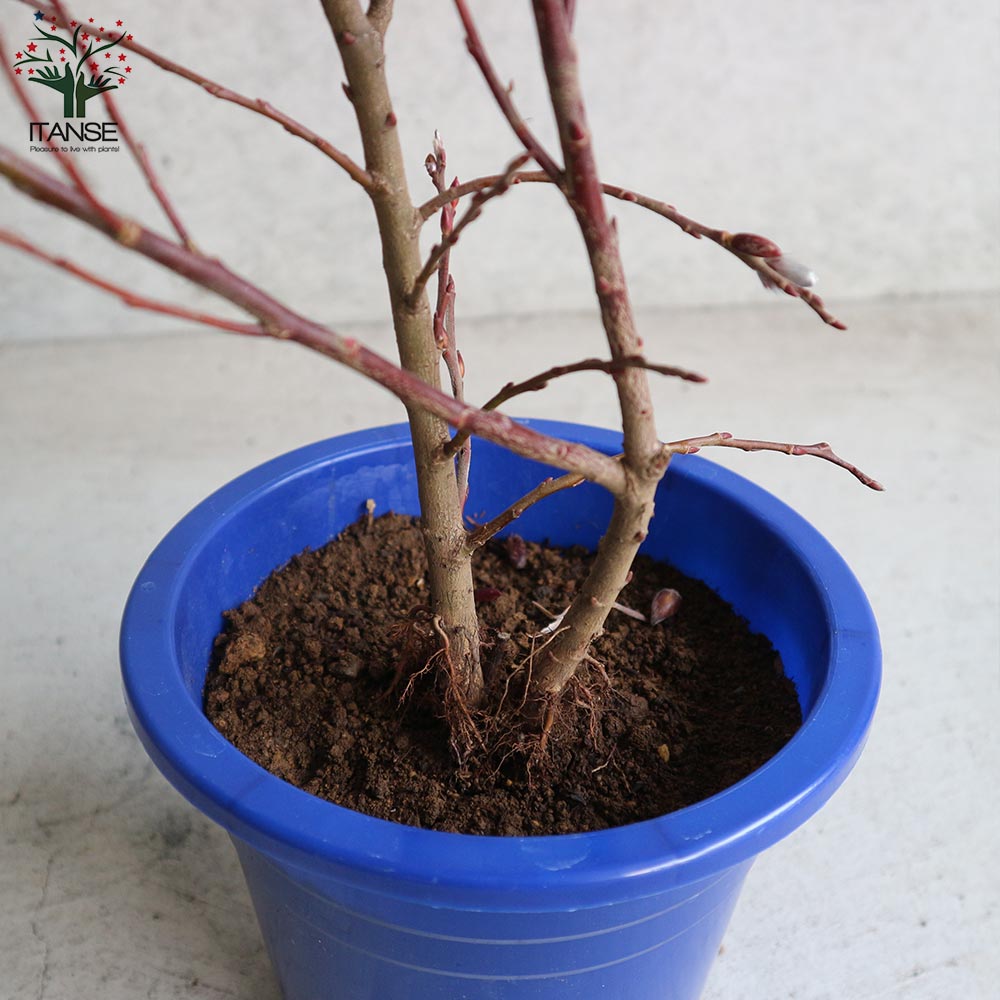 Itanse良品ｾﾚｸﾄ通販