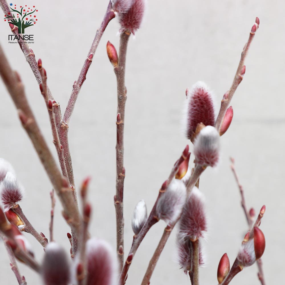 Itanse良品ｾﾚｸﾄ通販