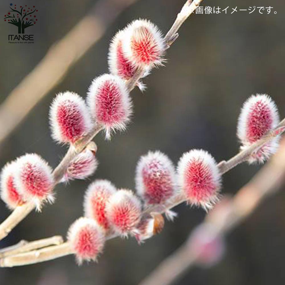 Itanse良品ｾﾚｸﾄ通販