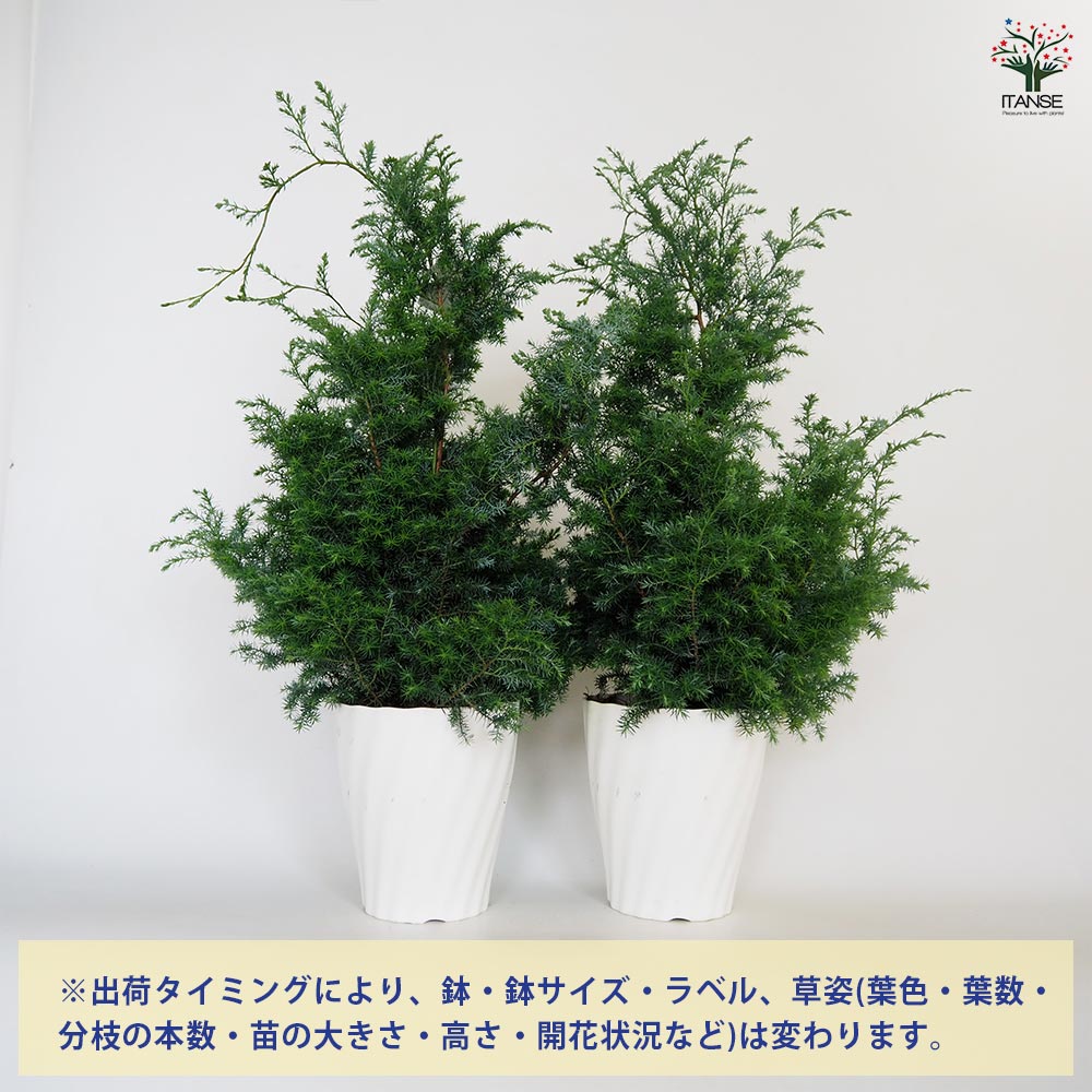 ヒムロスギ ヒムロスギ 5号白鉢植え : 苗木部 花ひろばオンライン - 通販 - Yahoo