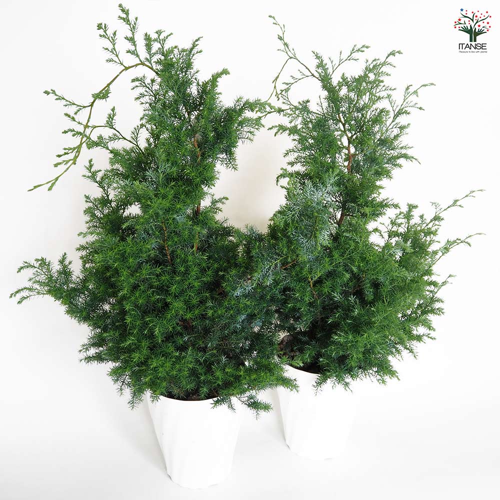 ヒムロスギ　/ 542 ヒムロスギ 【庭木 5号／1個売り】｜ 【植物のITANSE】全品送料