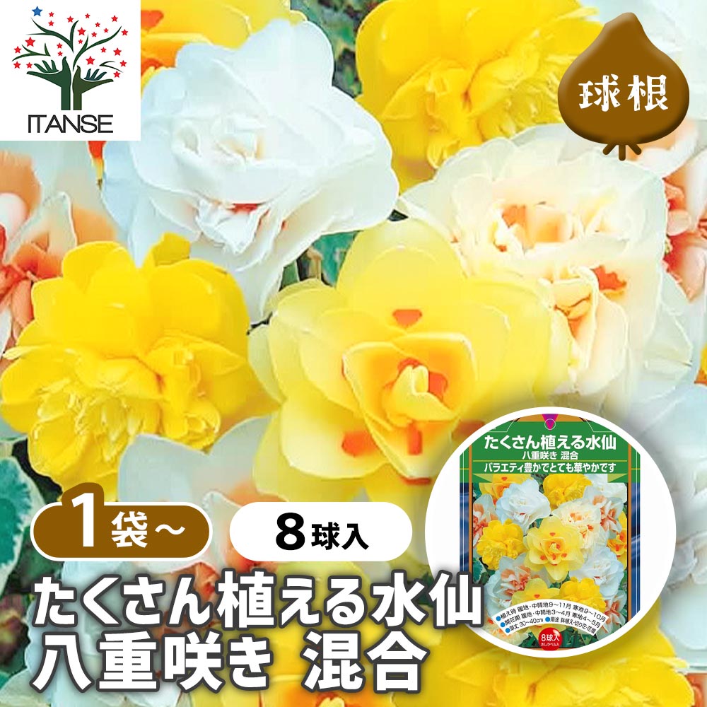 球根 たくさん植える水仙 八重咲き 混合 【花球根 8球