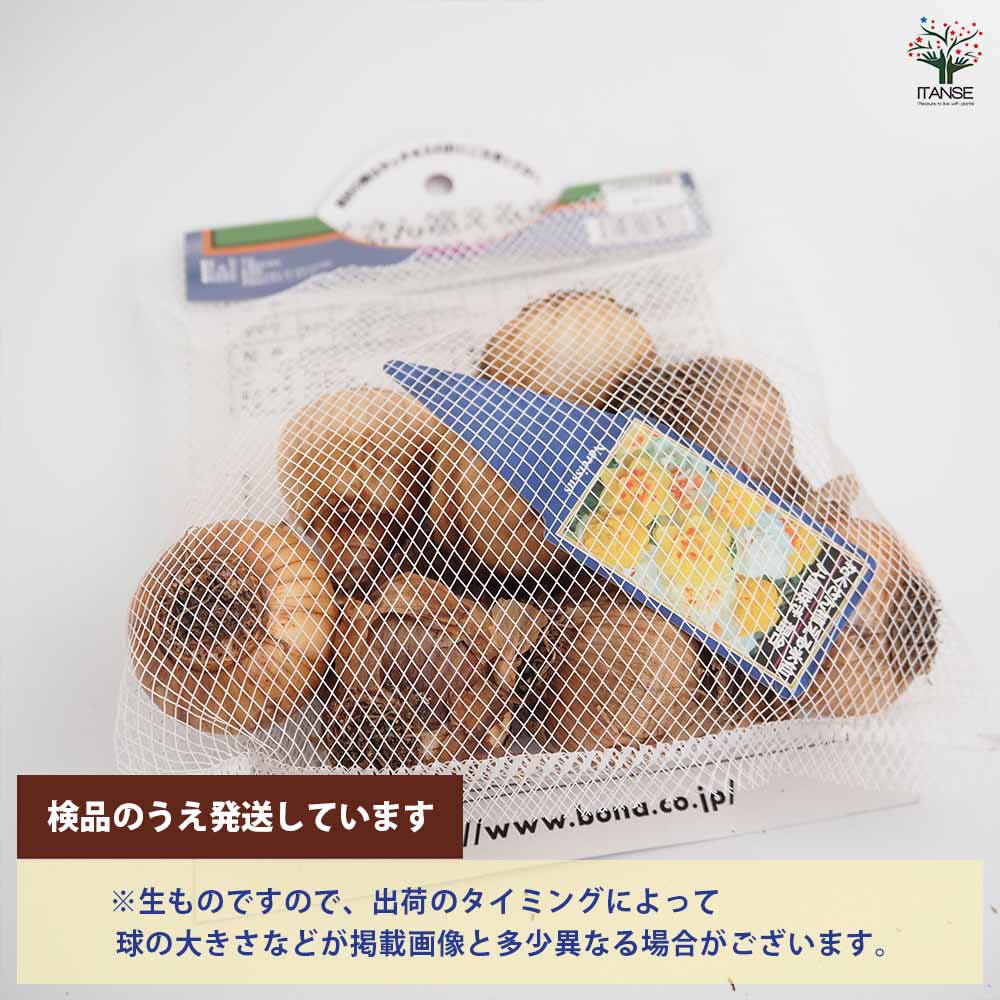 球根 Amazon | 鮮やかラッパスイセン タマラ 球根 5球 Narsissus はなみどり