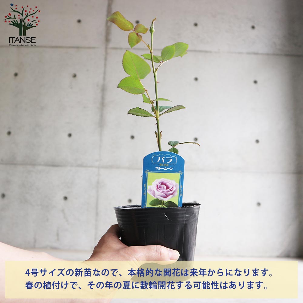 薔薇の苗 ブルームーン (大輪四季咲きハイブリッドティーローズ)【花苗