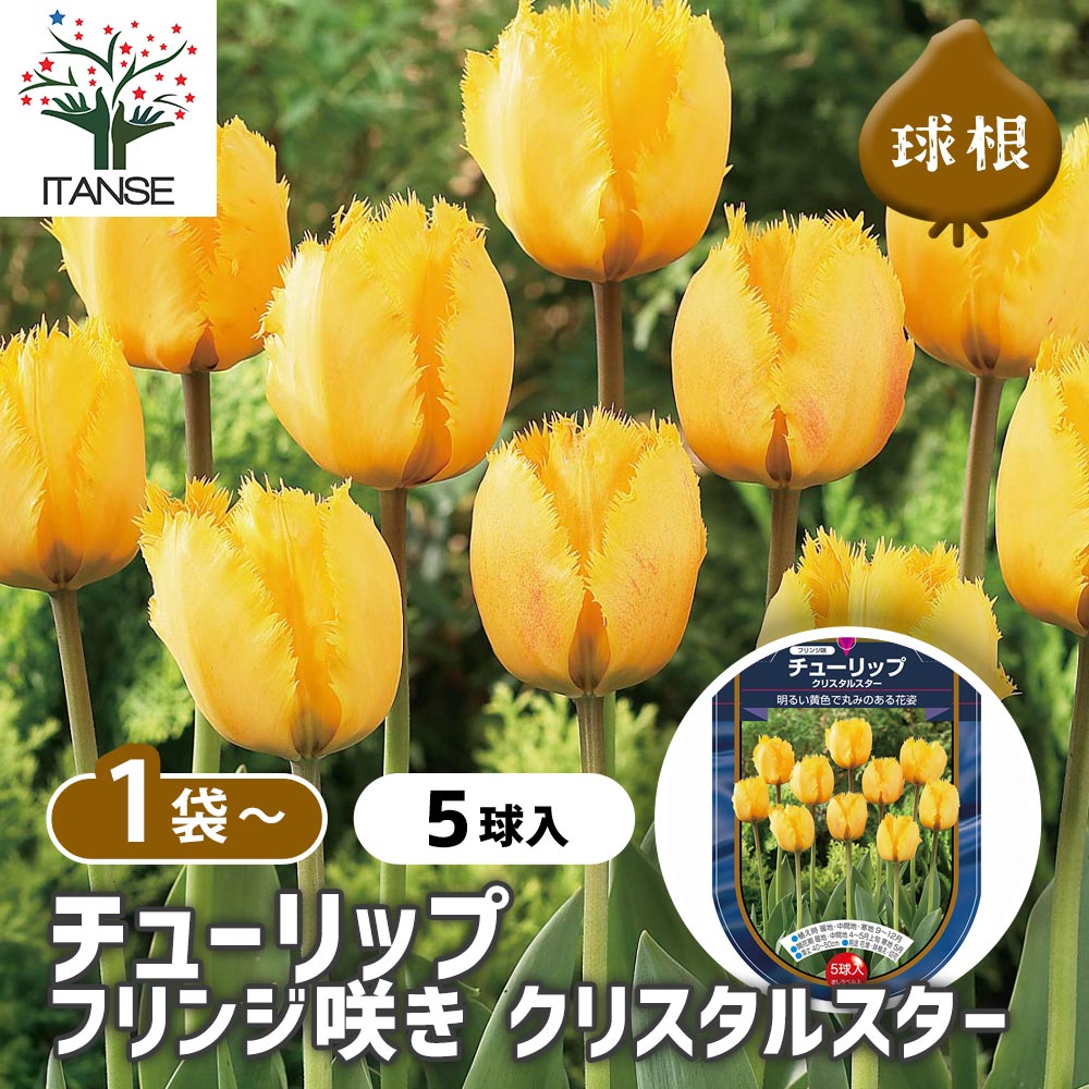 チューリップ フリンジ咲き クリスタルスター