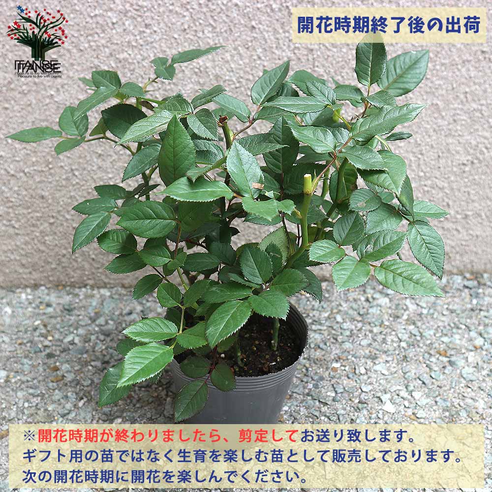 薔薇の苗 ブルームーン (大輪四季咲きハイブリッドティーローズ)【花苗新苗4号ポット 国産接ぎ木苗／1個売り】