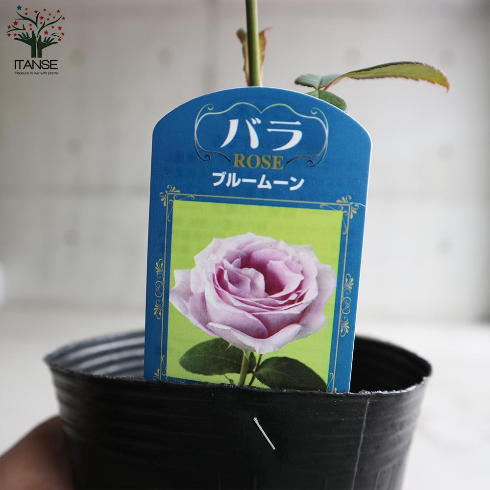 薔薇の苗 ブルームーン (大輪四季咲きハイブリッドティーローズ)【花苗新苗4号ポット 国産接ぎ木苗／1個売り】