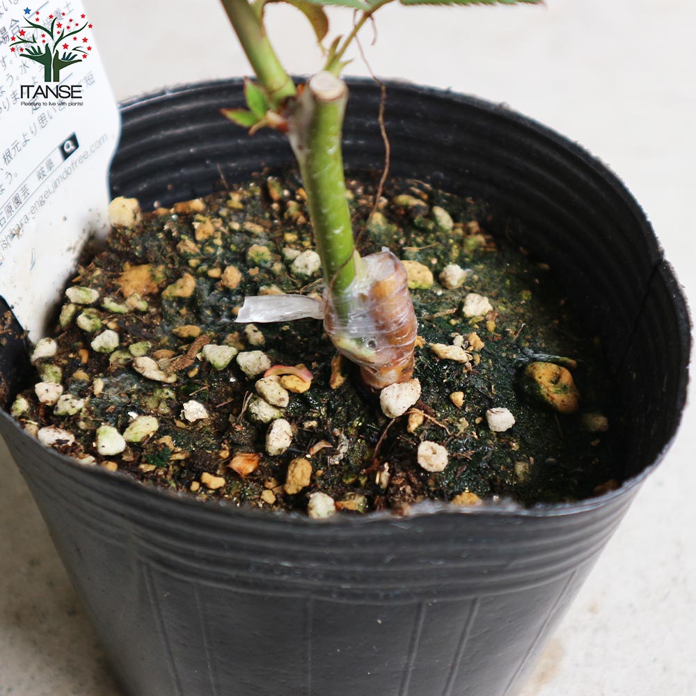 薔薇の苗 ブルームーン (大輪四季咲きハイブリッドティーローズ)【花苗新苗4号ポット 国産接ぎ木苗／1個売り】