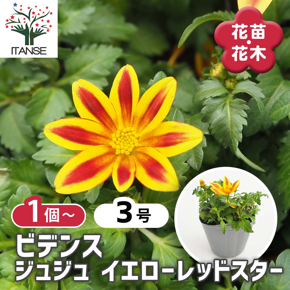 ビデンス ジュジュ イエローレッドスター 【花苗 3号】｜ 【植物の