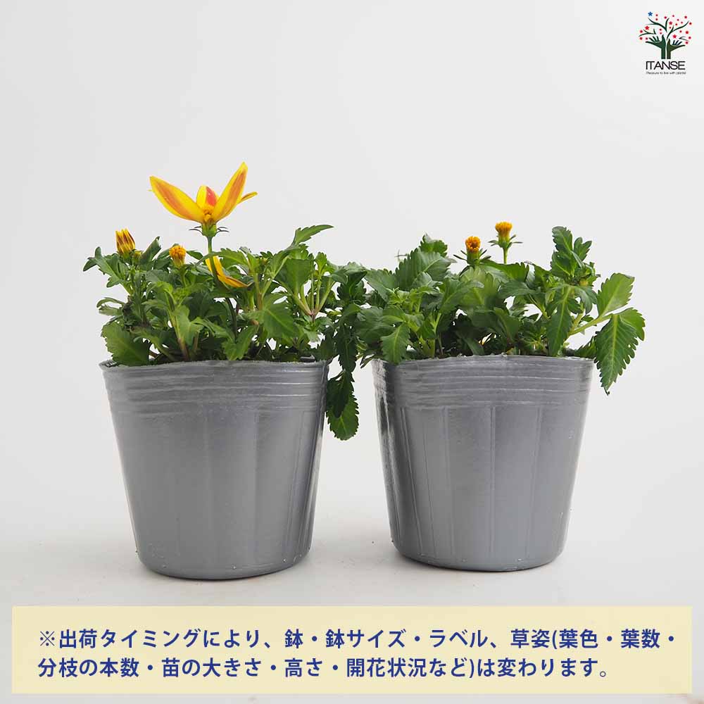ビデンス ジュジュ イエローレッドスター 【花苗 3号】｜ 【植物の