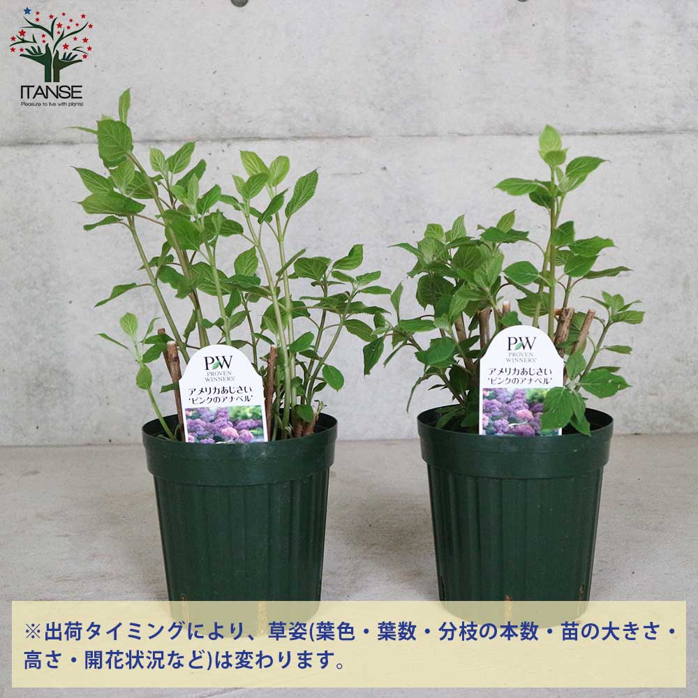 アジサイ ピンクのアナベル【花苗6号鉢／1個売り】｜ 【植物の