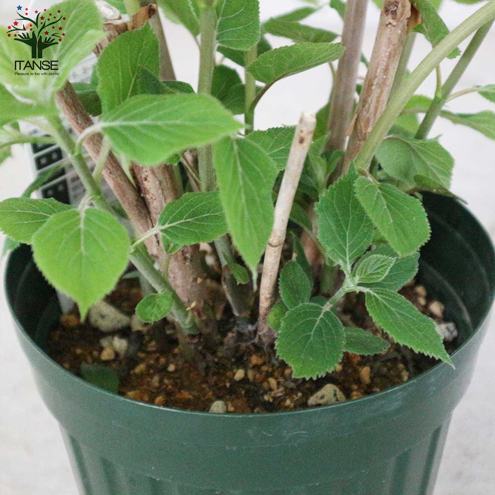 アジサイ ピンクのアナベル【花苗6号鉢／1個売り】｜ 【植物の