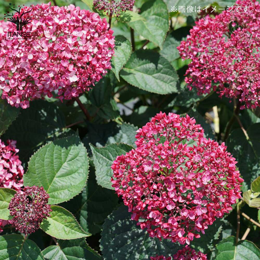 アジサイ ピンクのアナベル【花苗6号鉢／1個売り】｜ 【植物の