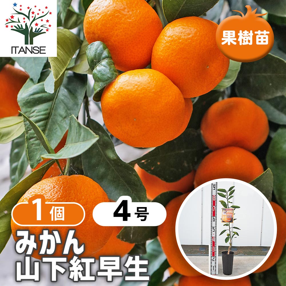 みかんの苗木 山下紅早生 【果樹の苗木 4号／1個売り】｜ 【植物の
