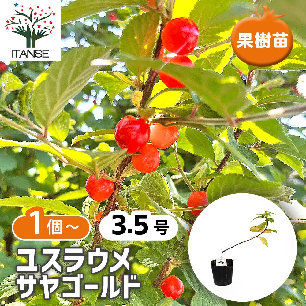 ユスラウメ サヤゴールド 【果樹の苗 3.5号】｜ 【植物のITANSE