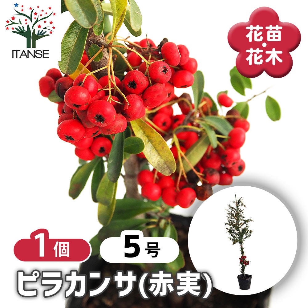 ピラカンサ (ピラカンサス) 赤実 【花木苗 5号／1個売り】｜ 【植物の