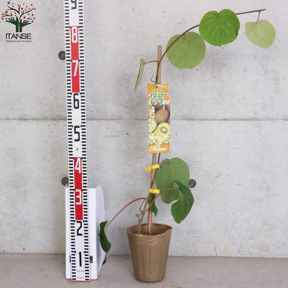 キウイの苗木 品種:イエローキウイ(メス)【果樹の苗木 5号ポット/1個売り】