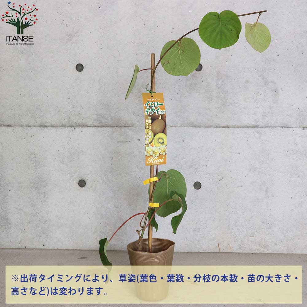 キウイの苗木 品種:イエローキウイ(メス)【果樹の苗木 5号ポット/1個売り】
