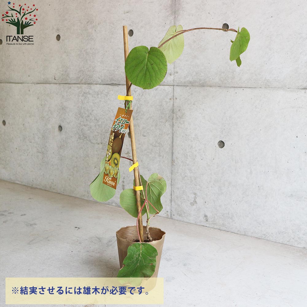 Itanse良品セレクト通販 Itanse良品セレクト通販