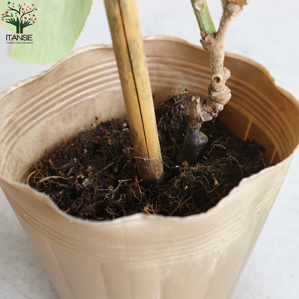 Itanse良品セレクト通販 Itanse良品セレクト通販