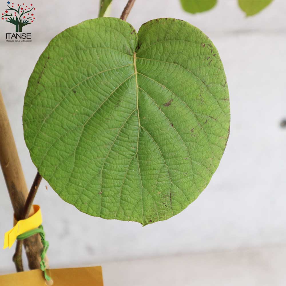 キウイの苗木 品種:イエローキウイ(メス)【果樹の苗木 5号ポット/1個売り】