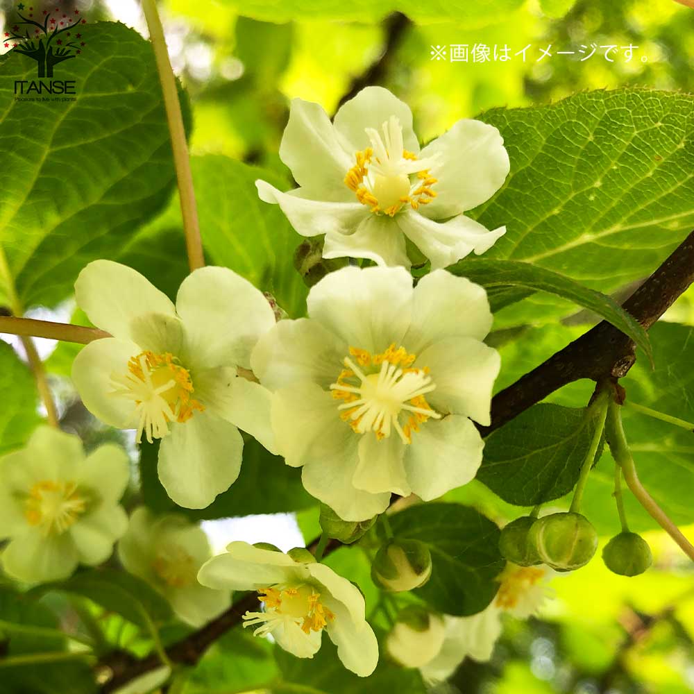 キウイの苗木 品種:イエローキウイ(メス)【果樹の苗木 5号ポット/1個売り】