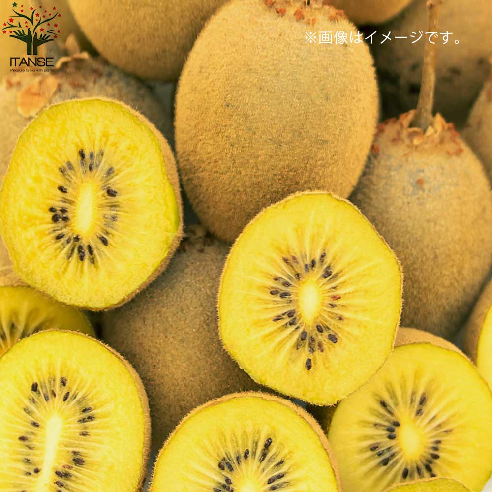 キウイの苗木 品種:イエローキウイ(メス)【果樹の苗木 5号ポット/1個売り】