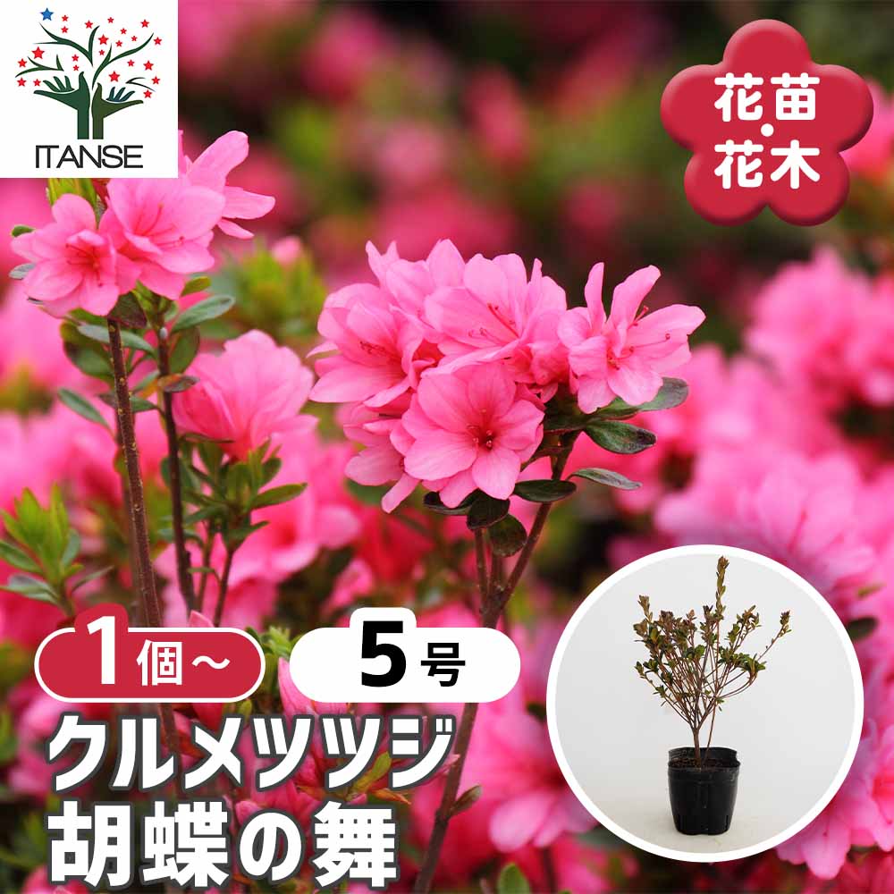 クルメツツジ(久留米ツツジ) 胡蝶の舞 【花木苗 5号】｜ 【植物の
