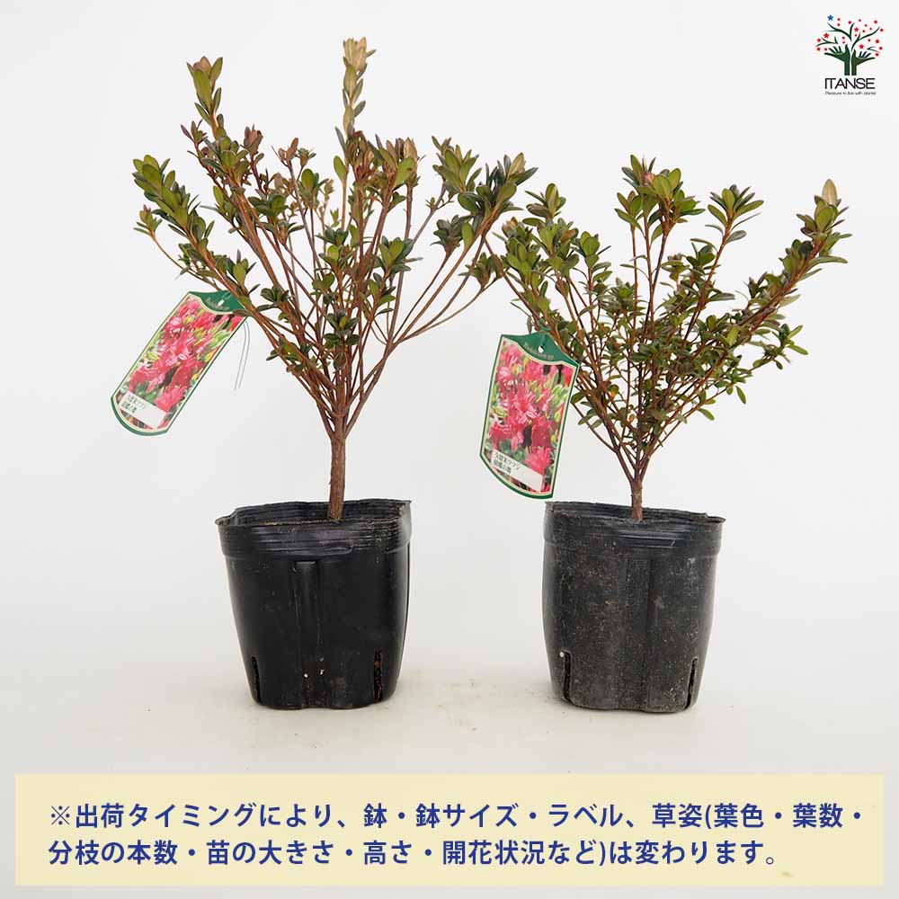 クルメツツジ 約1メートル  植木鉢付き 楽天市場】耐暑性クルメツツジ 苗 【かなえ or 夏音 or 涼夏】 苗木 4