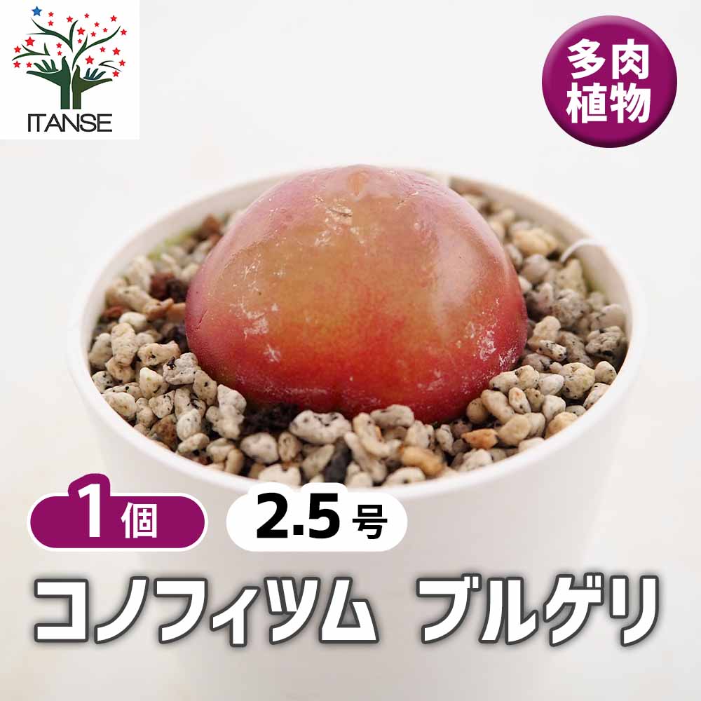 コノフィツム ブルゲリ 【多肉植物 2.5号／1個売り】｜ 【植物の
