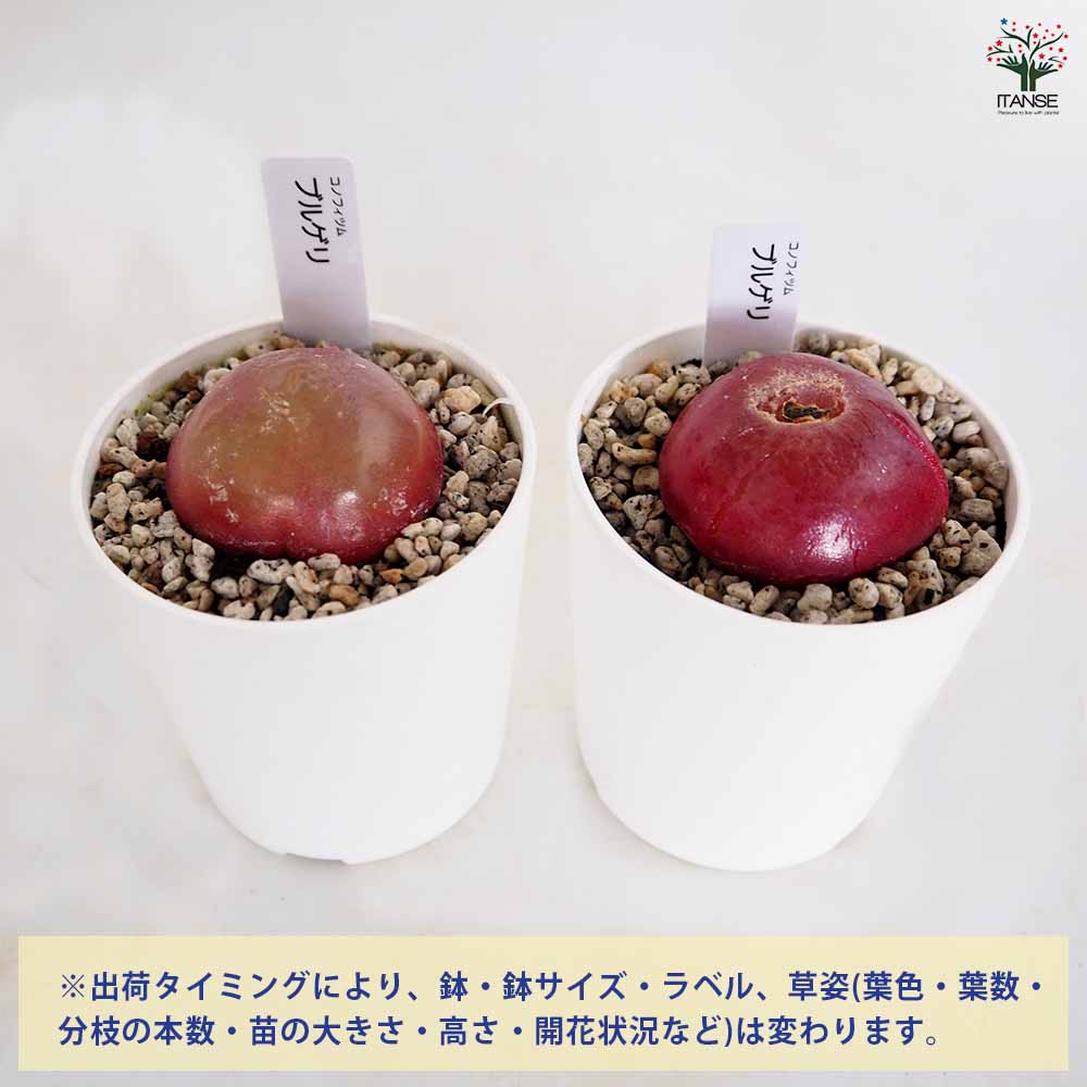 コノフィツム　ブルゲリ　中株　発根管理中 コノフィツム ブルゲリ 【多肉植物 2.5号／1個売り】｜ 【植物の