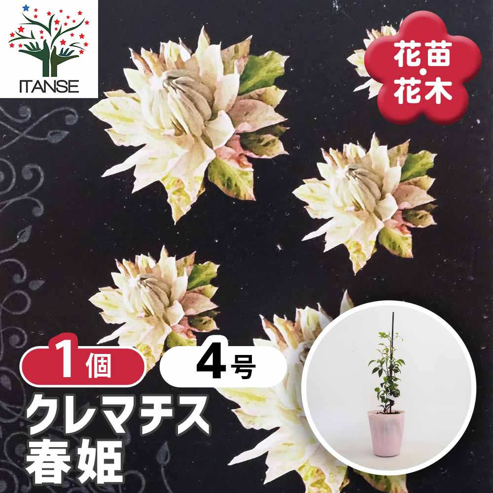 クレマチス 春姫 【花苗 4号／1個売り】｜ 【植物のITANSE】全品