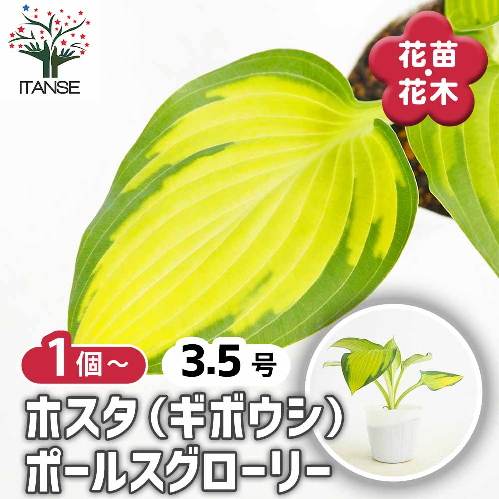 ホスタ(ギボウシ) ポールスグローリー 【花苗 3.5号】｜ 【植物の