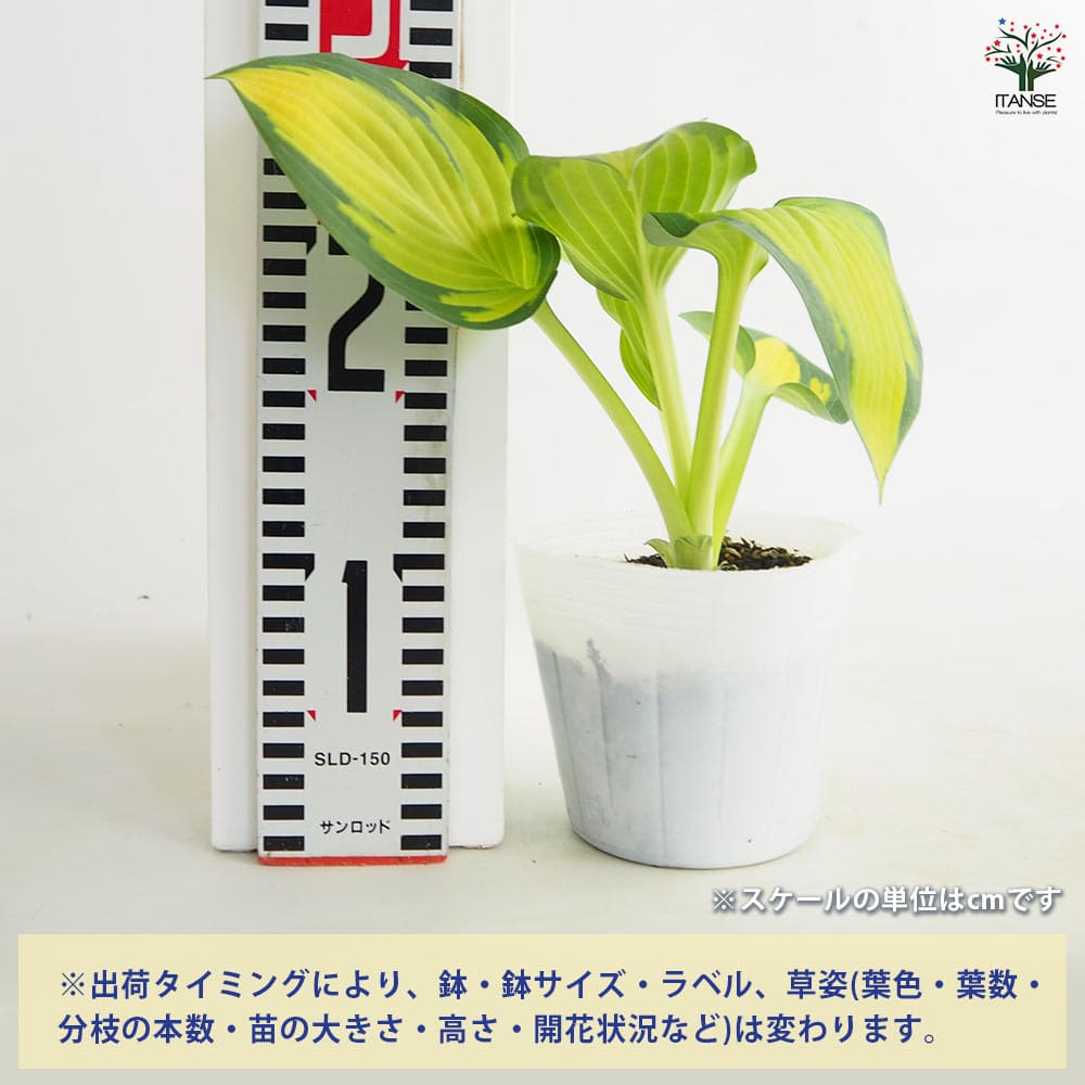 ホスタ(ギボウシ) ポールスグローリー 【花苗 3.5号】
