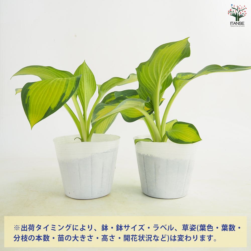 ホスタ(ギボウシ) ポールスグローリー 【花苗 3.5号】｜ 【植物の