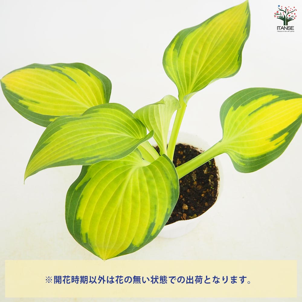 ホスタ(ギボウシ) ポールスグローリー 【花苗 3.5号】｜ 【植物の